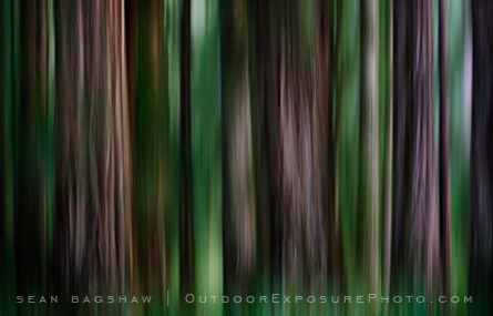 Blurry Trees: A Different View Of The Forest