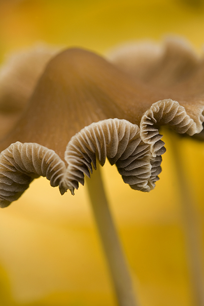Photographing Mushrooms