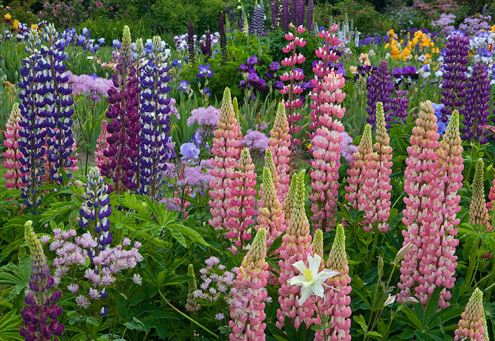 Photographing the Garden Landscape