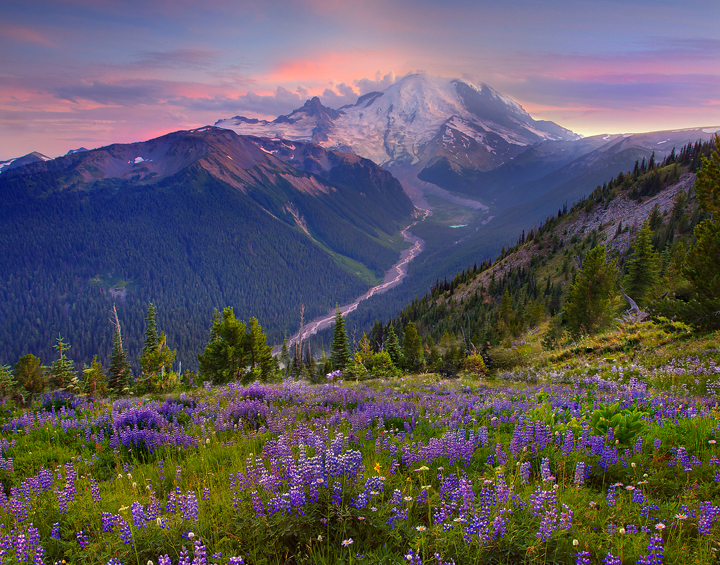 Helpful Hints To Photographing Wildflowers – Kevin McNeal
