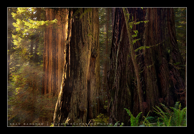 Searching For What Is Not Literally There by Sean Bagshaw