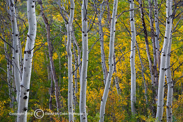 Tips for Photographing Fall Aspen by David Cobb