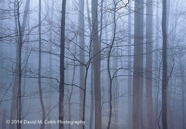 Photographing in Fog by David M. Cobb