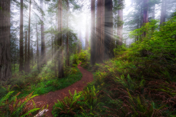 What I Learned Photographing The Californian Redwoods