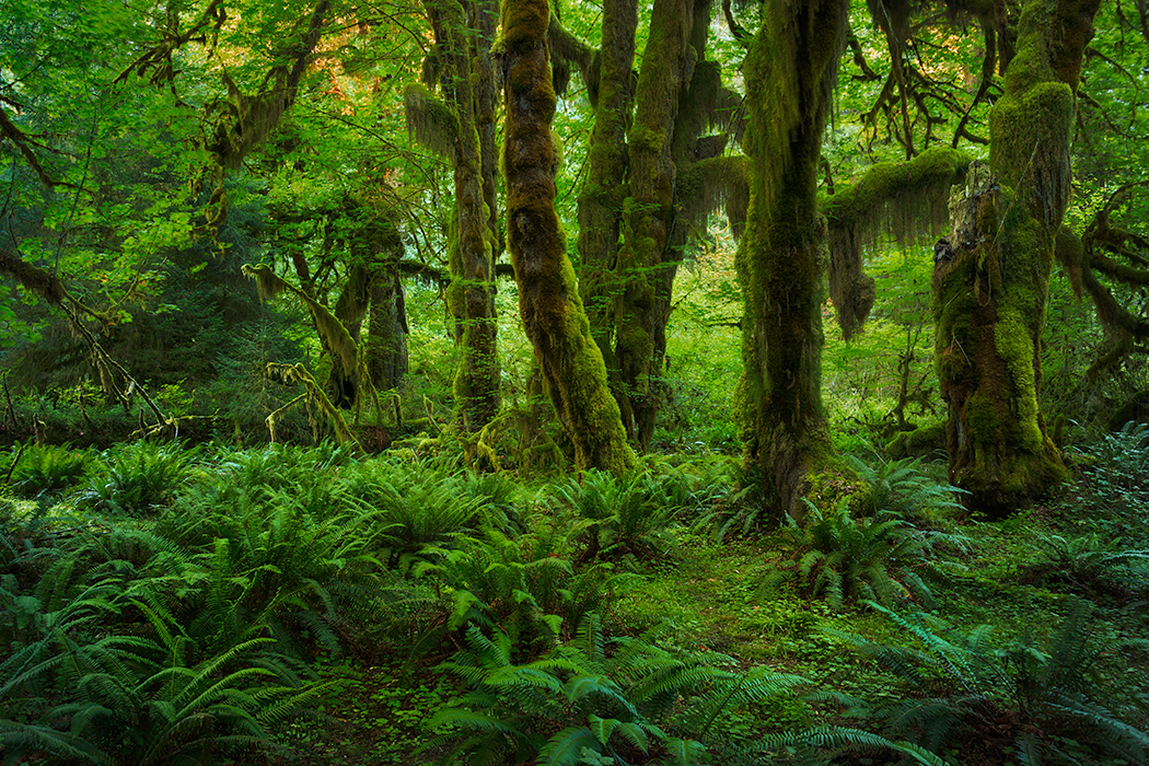 How To Get Your Images Looking Good On The Web