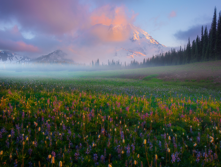 2016 Favorite Locations To Photograph Wildflowers On Mount Rainier- Kevin McNeal