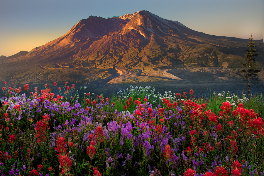 Best Wildflower Hikes And Tips For Photographing Mt St Helens