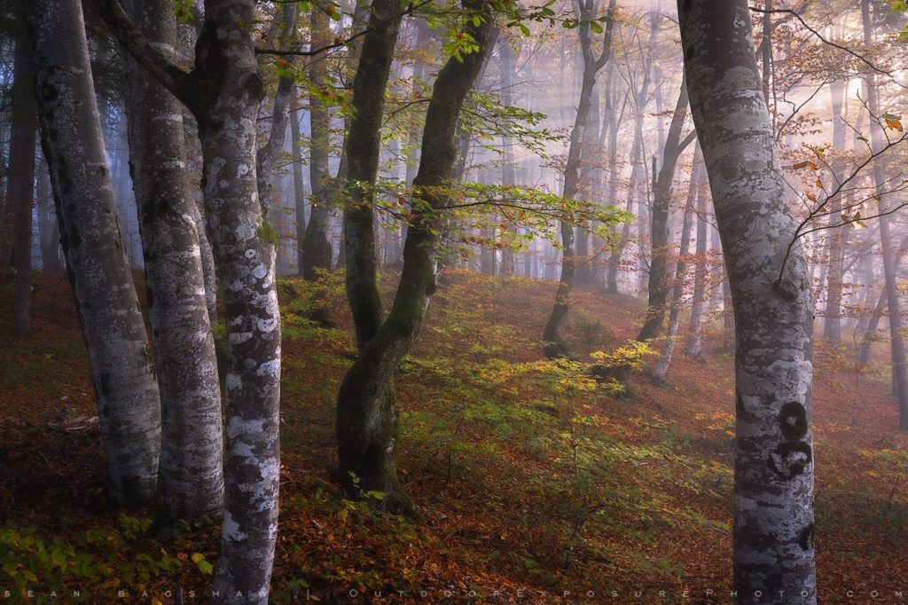 Misty woods near Lake Bohinj, Slovenia.