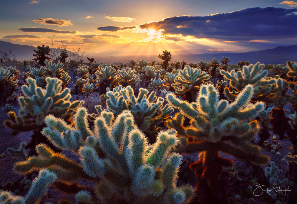 Cholla Garden, Joshua Tree National Park, California