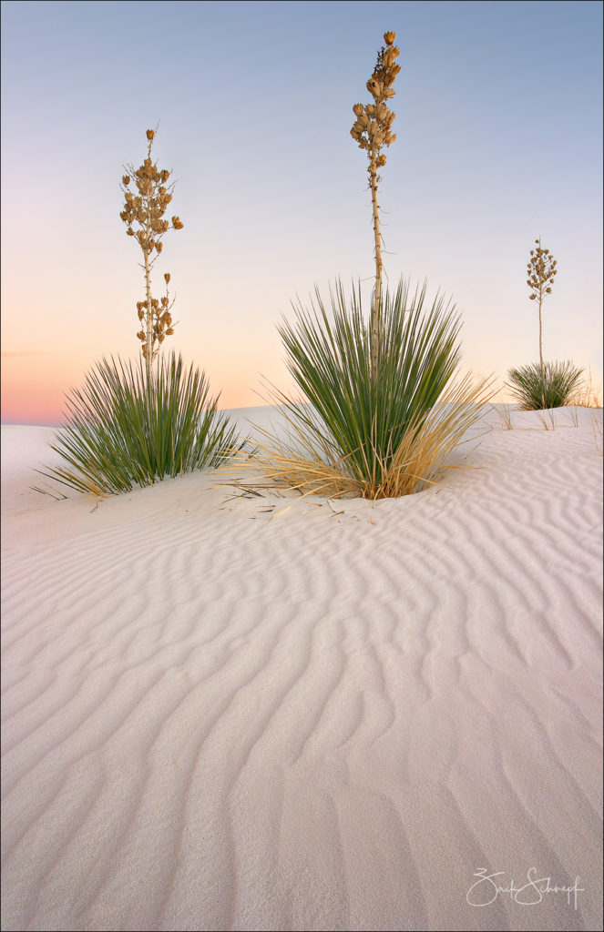 New Mexico