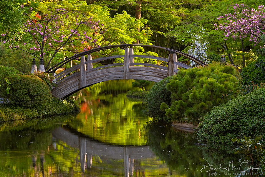 Through the Lens: Capturing the Art of the Japanese Garden (David Cobb)