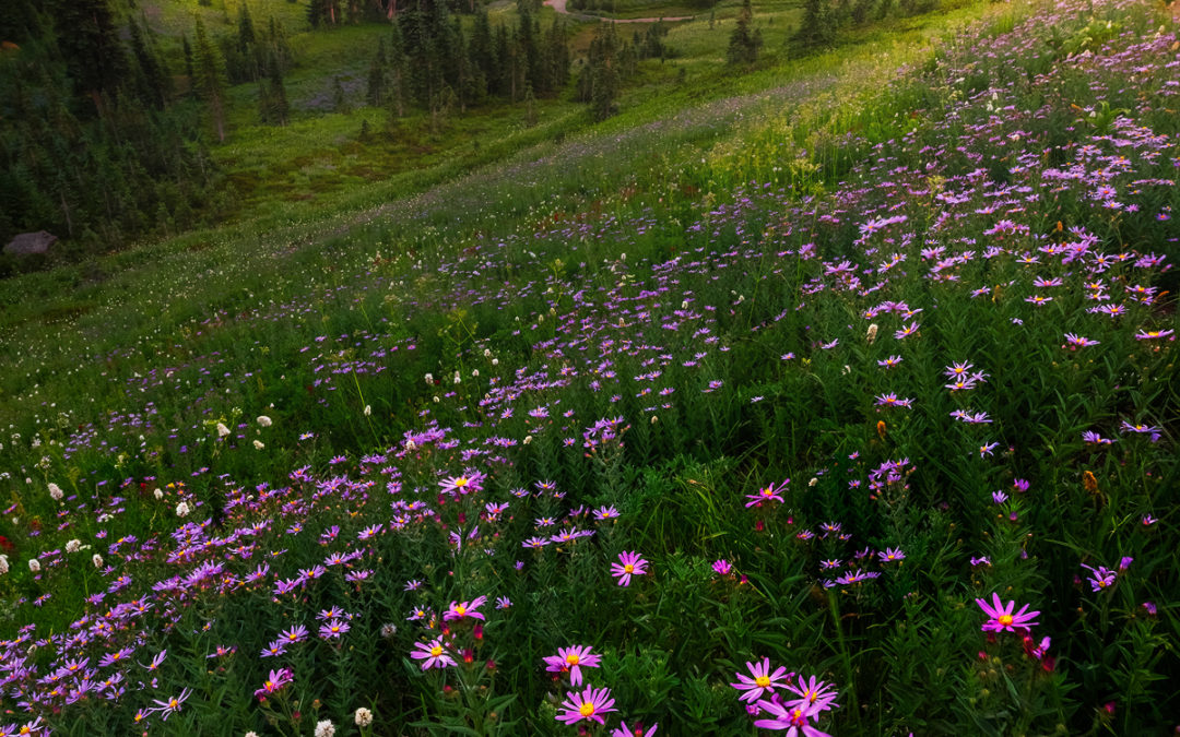 Ten Tips For Successful Wildflower Photography