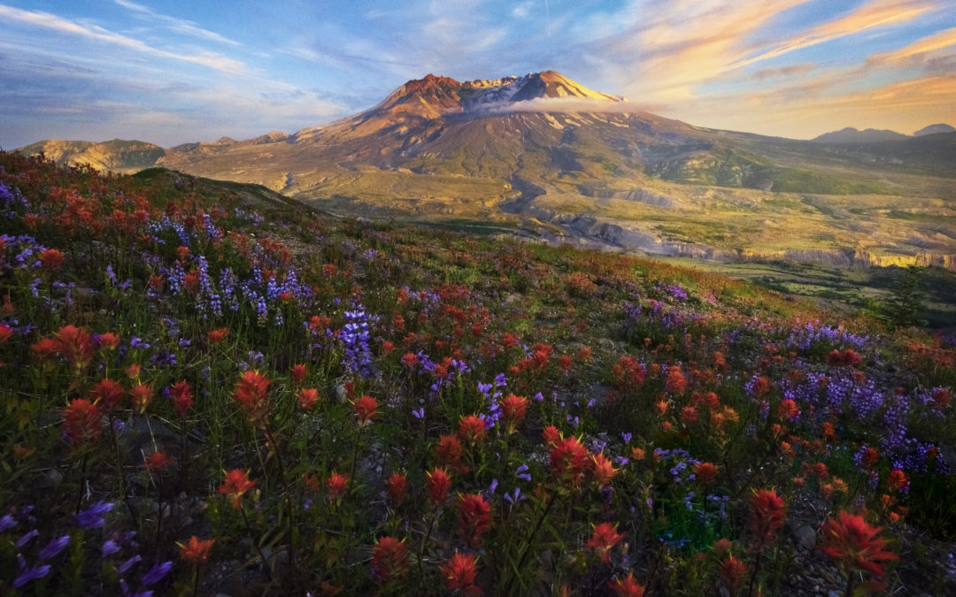 Top Ten Tips For Successful Wildflower Photography