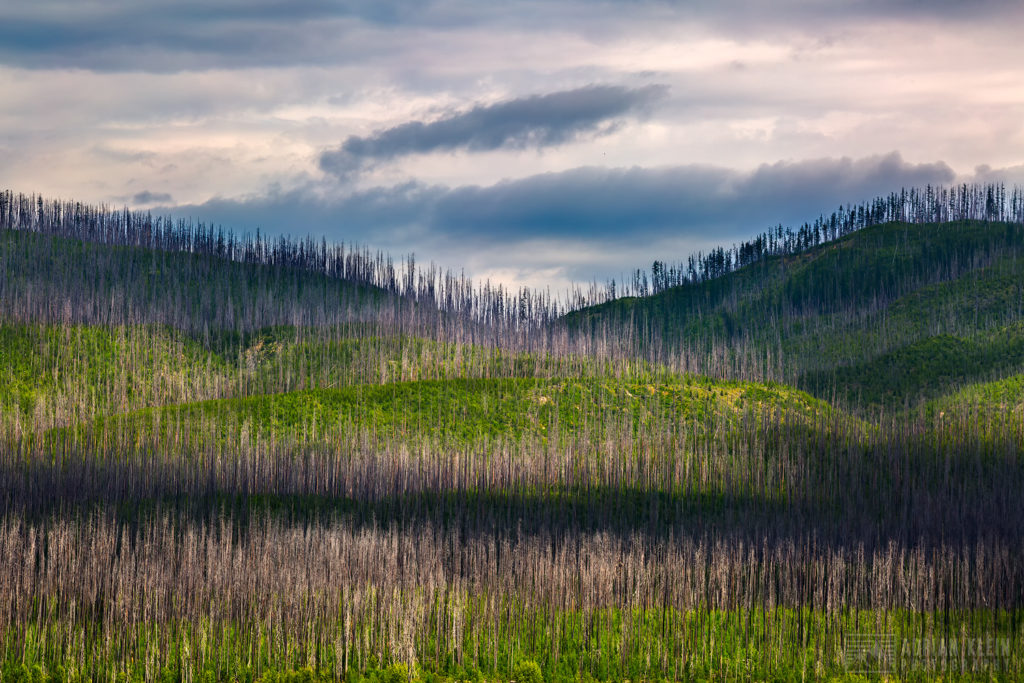 "Nature Strong" - In a forest of dead tree trunks from a forest fire is an abundance of life growing up to take their place. Glacier National Park, Montana.