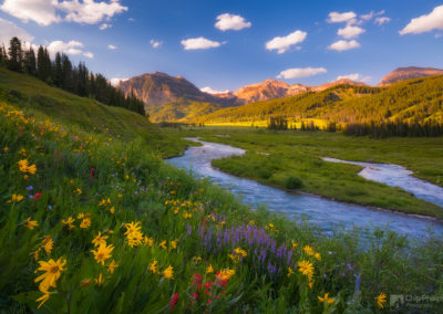 The Mountain Pine Beetle: what the heck is killing all those trees?
