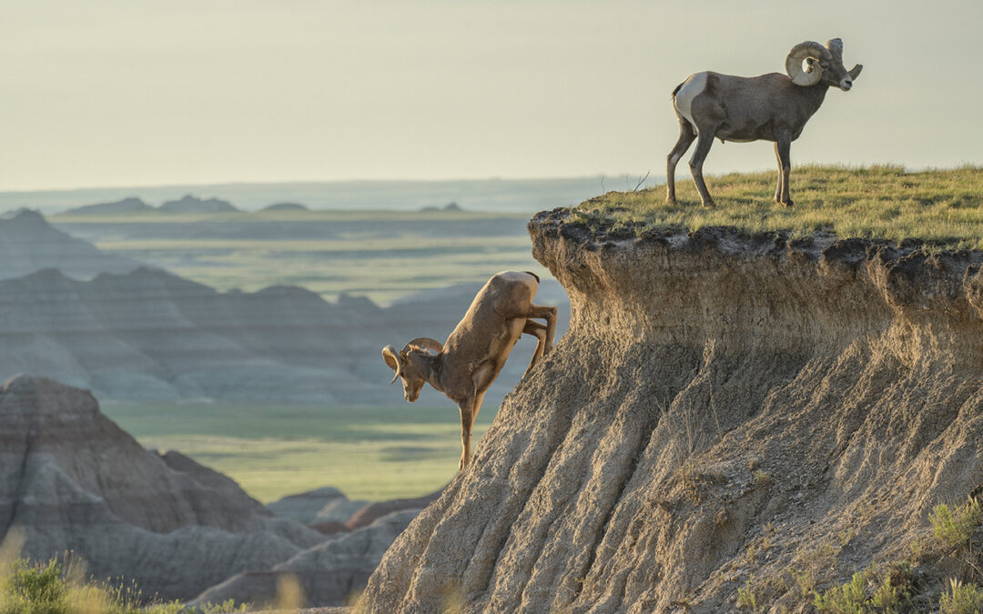 Badlands with the Black Hills w/ Zack Schnepf
